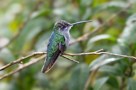 The Talamanca hummingbird or admirable hummingbird, Eugenes spectabilisの写真素材