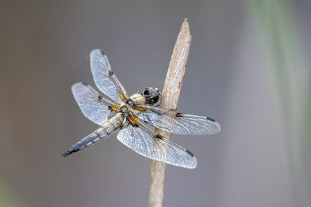 Libellula quadrimaculata, the four-spotted chaser or the four-spotted skimmerの写真素材