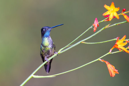 The Talamanca hummingbird or admirable hummingbird, Eugenes spectabilis