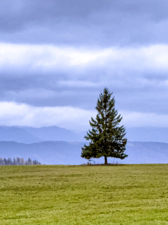 Spruce tree on the horizon in the foothills, green and blue