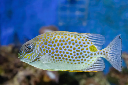 The orange spotted spinefoot, Siganus guttatus, found to depths of 35 m