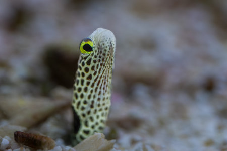 The spotted garden eel, Heteroconger hassi, is a small fish max. 40 centimetres