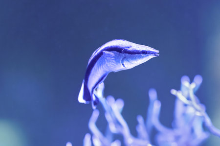 The bluestreak cleaner wrasse, Labroides dimidiatus, is one of cleaner wrasses