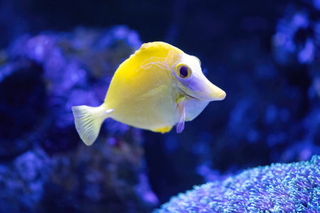 The yellow tang, Zebrasoma flavescens, is popular marine aquarium fish