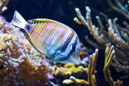 The Red Sea sailfin tang, Zebrasoma desjardinii, is found in the Indian Ocean.の写真素材