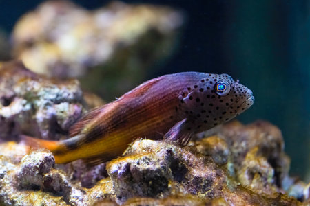 The black side hawkfish, Paracirrhites forsteri, It is from the Indo Pacific.