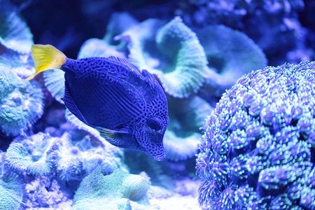 The Red Sea sailfin tang, Zebrasoma desjardinii, is found in the Indian Ocean.