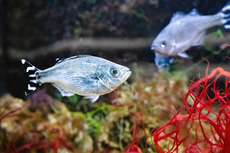 The barred flagtail, Kuhlia mugil, occurs on reefs at depths of 3 to 18 m