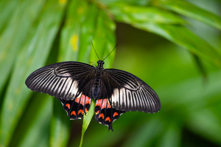 Common mormon is resting on the leaves. Papilio polytesの写真素材