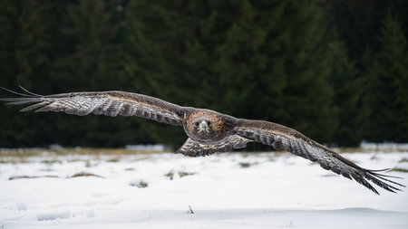 Bird of prey flying in a natural setting.