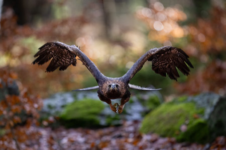 Golden Eagle flying in The Bohemian Moravian Highlands.