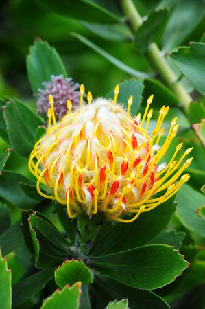 A beautiful yellow flower