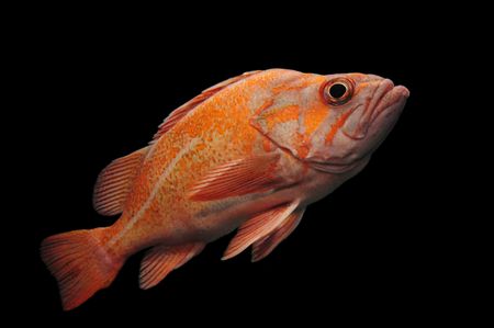 Orange fish isolated against black