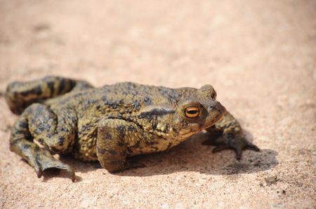A single toad walking on a pathの写真素材