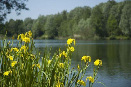 Yellow flowers at a lakeの写真素材