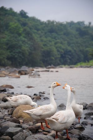 Four geese besides a river on a stonebedの写真素材