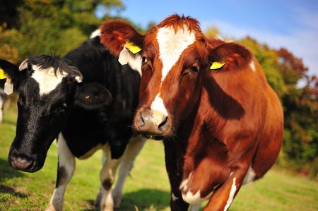 A herd of grazing cows in a meadow in autumn