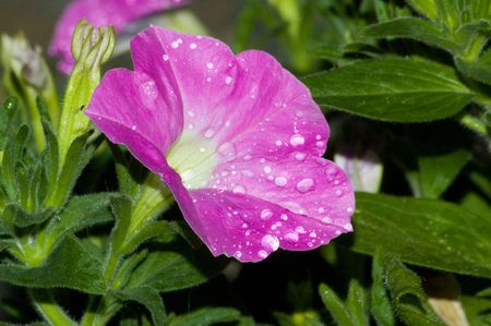 A purple Busy Lizzy flower in the gardenの写真素材