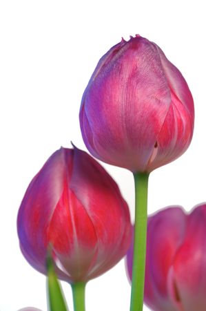 Tulip isolated on whiteの写真素材