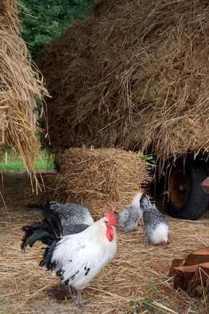 Four chicken in the hay eating on a farmの写真素材