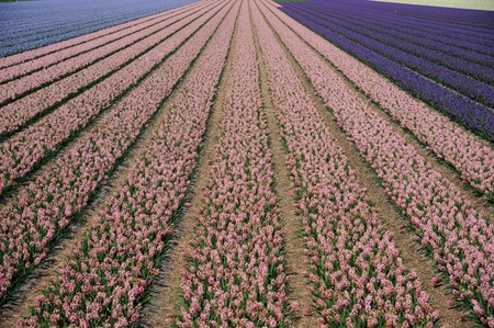 Rows of pink, blue and purple flowers in the Netherlandsの写真素材