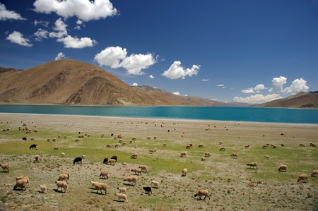 Herd of sheep grazing near Himalaya mountains and lake in Tibetの写真素材