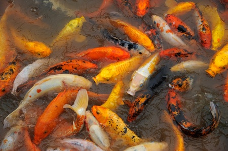 Lake full of Koi Carp fishの写真素材