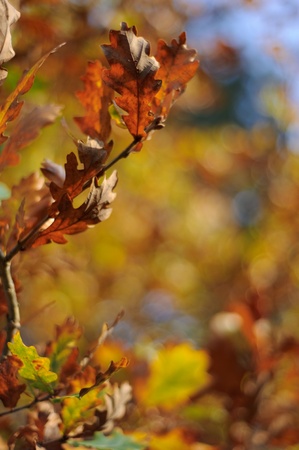 Autumn season colored leafs in a forestの写真素材
