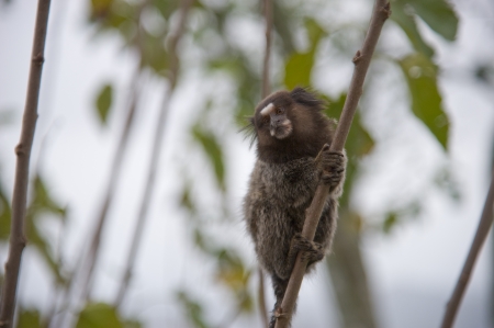 Common marmoset monkey on the Sugar Loaf Mountain in Rio de Janeiro