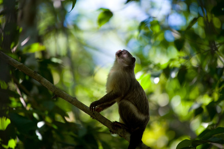 A Black-tailed marmosetの写真素材