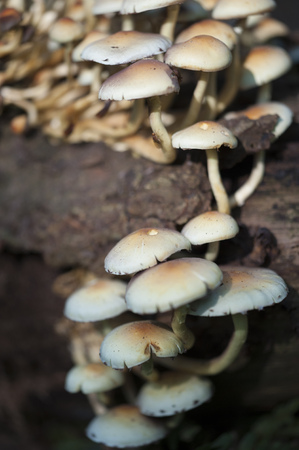 Cluster of mushrooms in a forest during autumnの写真素材