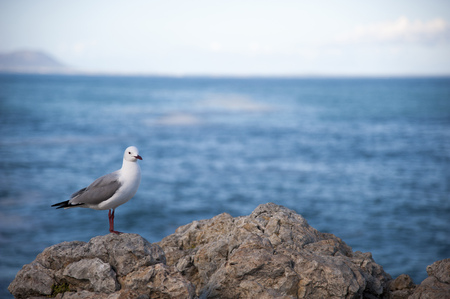 Sea gull standing on a rock in front of the blue seaの写真素材