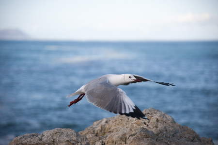 Sea gull flying over a rock in front of the blue seaの写真素材