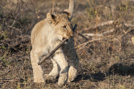 A lion cub playing with stick in Kruger National Park, South Africaの写真素材