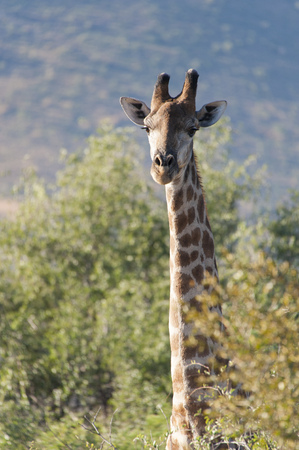 Tall giraffe looking above the bushes in Kruger National Park, South Africaの写真素材