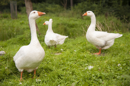 A flock of four white geese walking on green grassの写真素材