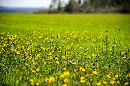 Green meadow with yellow flowersの写真素材
