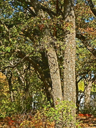 Treesの写真素材