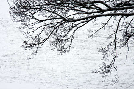 snow covered tree branchesの写真素材