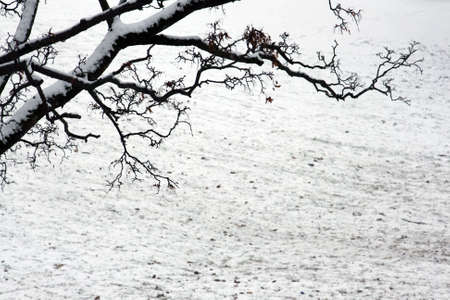 snow covered tree branchesの写真素材