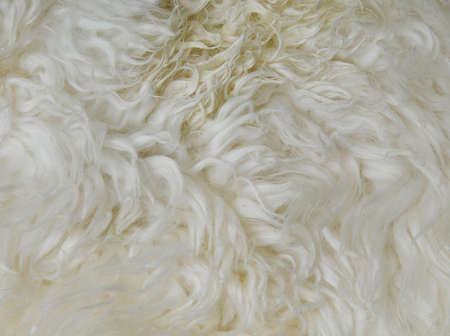closeup of sheepskin background for multiple usesの写真素材