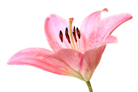pink lilly isolated on white backgroundの写真素材