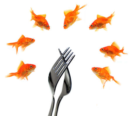 goldfish group around forks isolated on white backgroundの写真素材