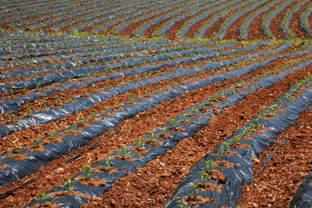 strips in field protected with black plastic coverの写真素材