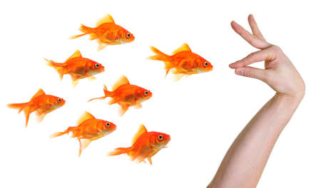 hand gesturing towards a group of goldfish isolated on whiteの写真素材