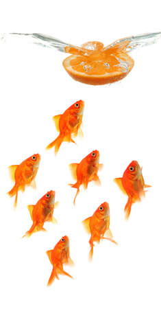 orange slice dropping into water over group of goldfish isolated on white backgroundの写真素材