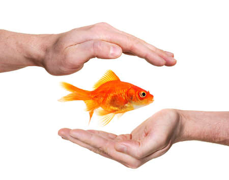 hands protecting or catching goldfish  isolated on whiteの写真素材