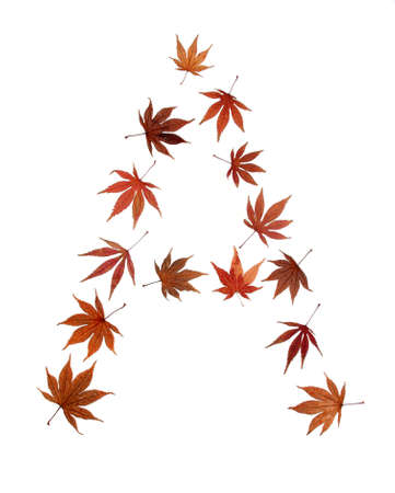 capital letter a from alphabet of autumn leaves の写真素材
