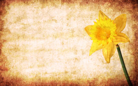Yellow spring narcissus on abstract grunge texture background for multiple usesの写真素材