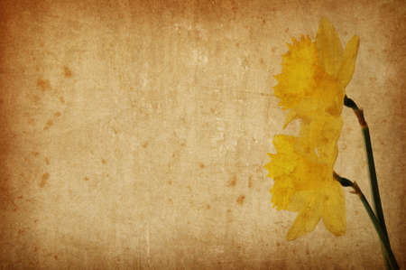 Yellow spring narcissus on abstract grunge texture background for multiple usesの写真素材